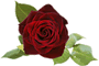 rose.gif