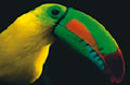 toucan.jpg